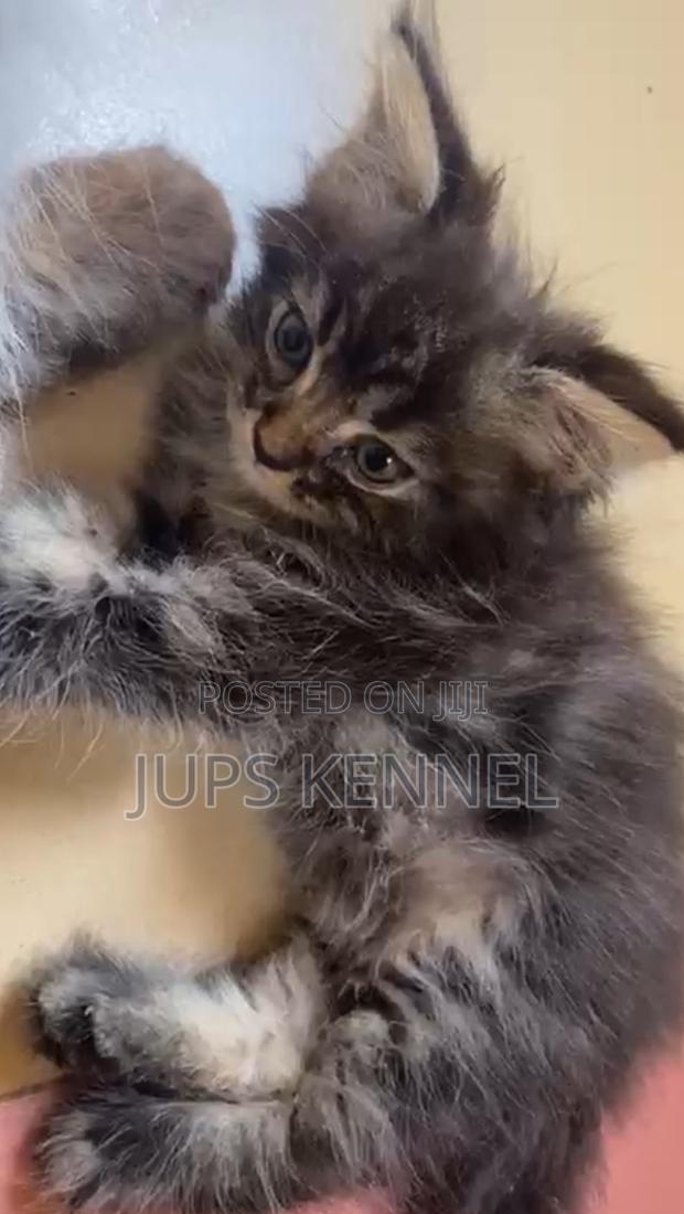 1-3 months Female Purebred Maine Coon · Photo 7