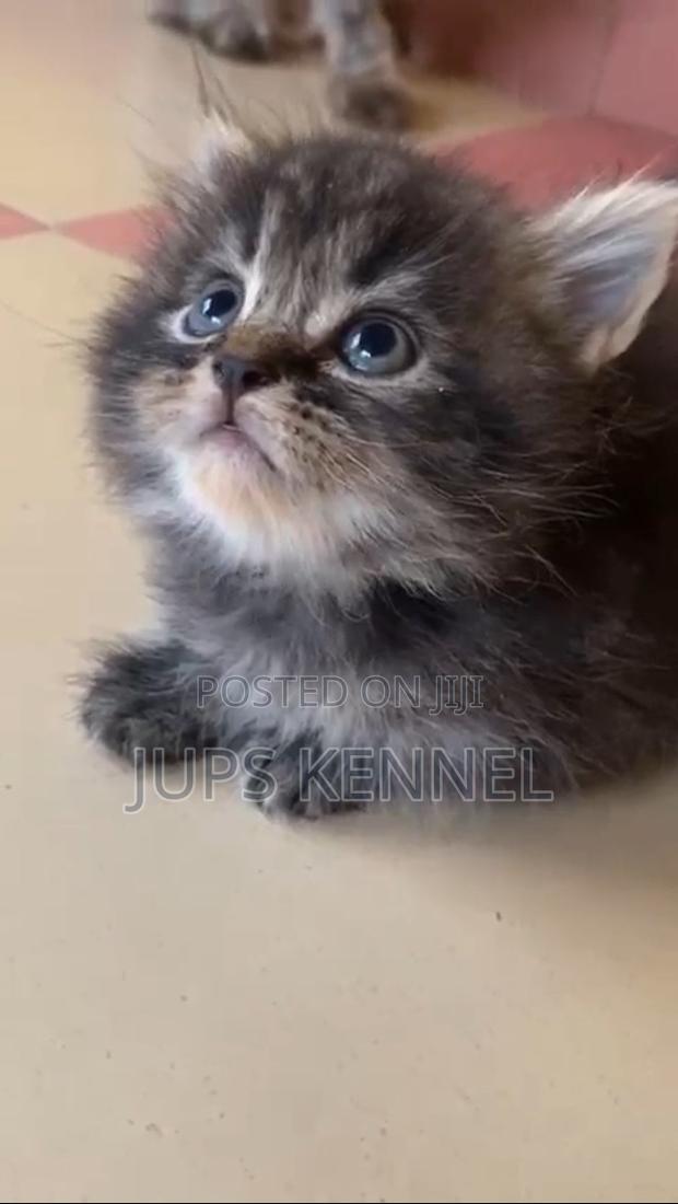 1-3 months Female Purebred Maine Coon · Photo 6