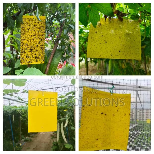 Sticky Fruit Flies Trap/Glueboard · Photo 1