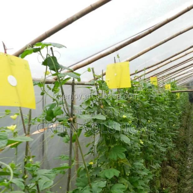 Sticky Fruit Flies Trap/Glueboard · Photo 2
