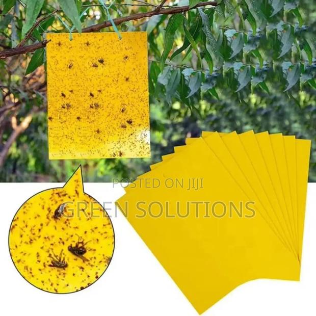 Sticky Fruit Flies Trap/Glueboard · Photo 5