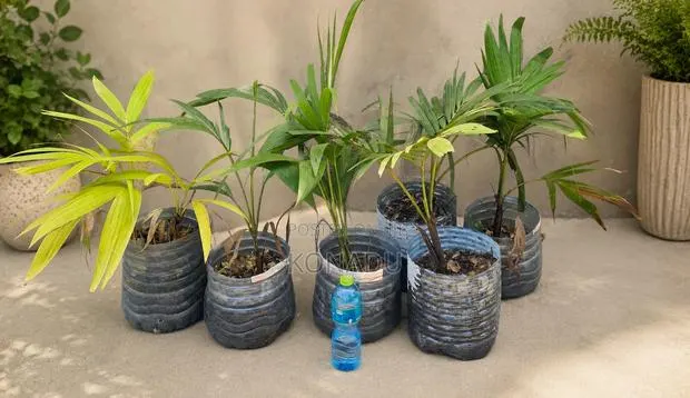 The Majestic Royal Palm Tree (Juveniles) · Photo 1