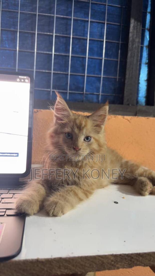 1-3 months Male Purebred Maine Coon · Photo 1