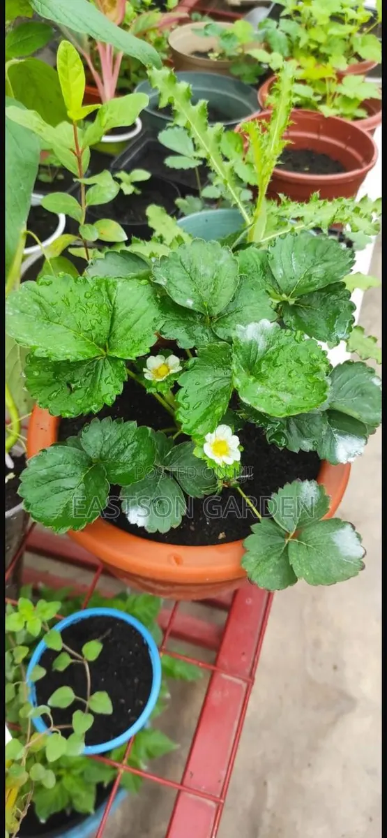 Exotic Strawberry Seedlings Quick Sale · Photo 1