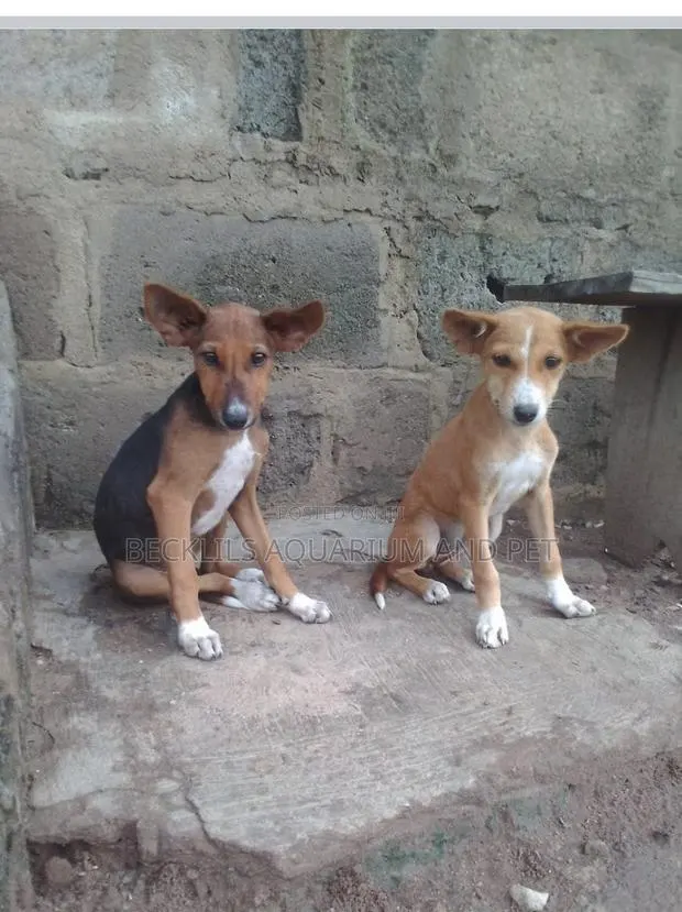 3-6 months Male Purebred Dog · Photo 1