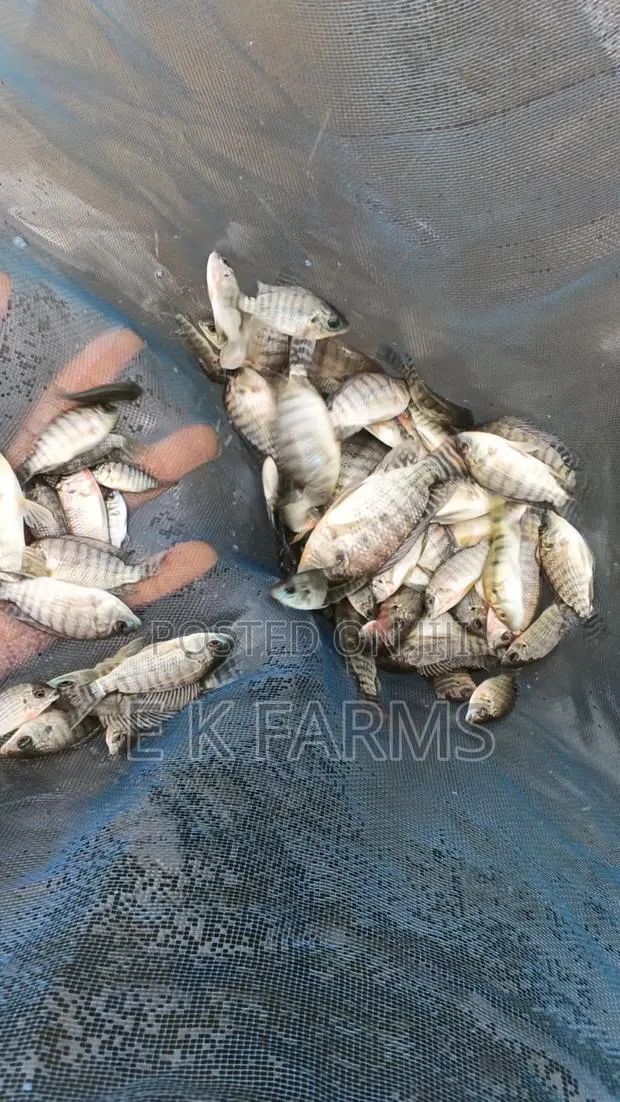 Fast Growing TILAPIA Juveniles Available in Stock · Photo 3