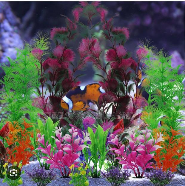 20 Cedis Aquarium Plant · Photo 2