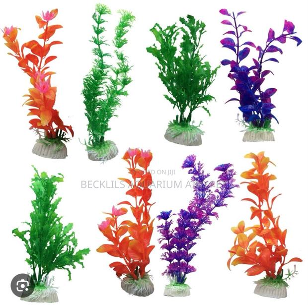 20 Cedis Aquarium Plant · Photo 1