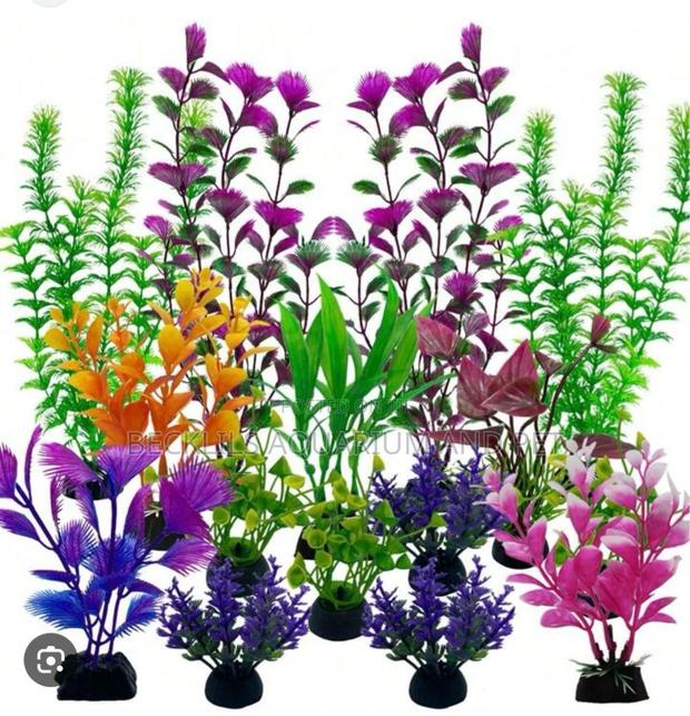 20 Cedis Aquarium Plant · Photo 3
