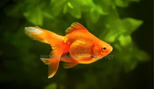 Golden Fish ( Double Tail) · Photo 2