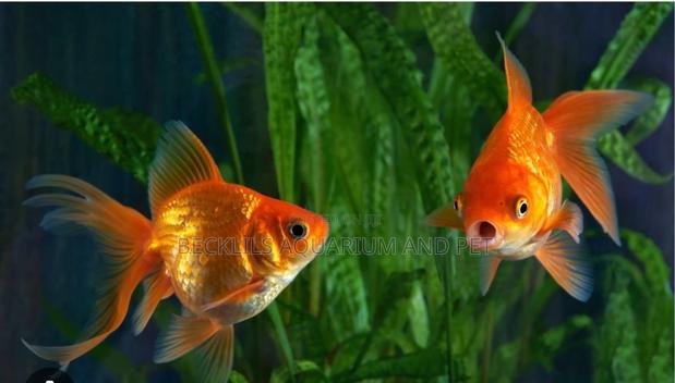 Golden Fish ( Double Tail) · Photo 1