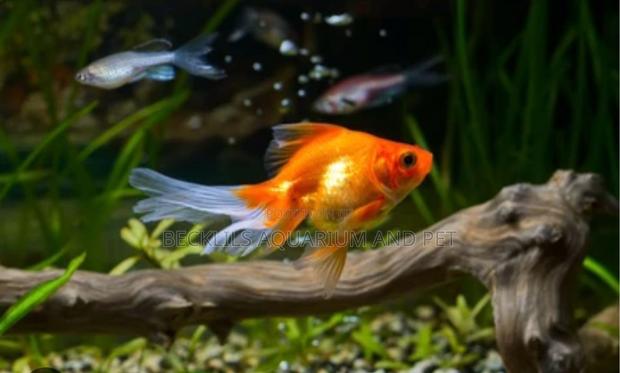 Golden Fish ( Double Tail) · Photo 3
