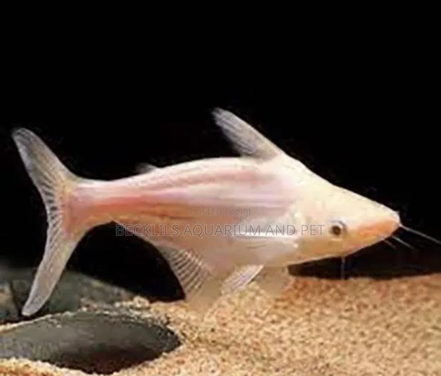 Albino Sharks · Photo 1