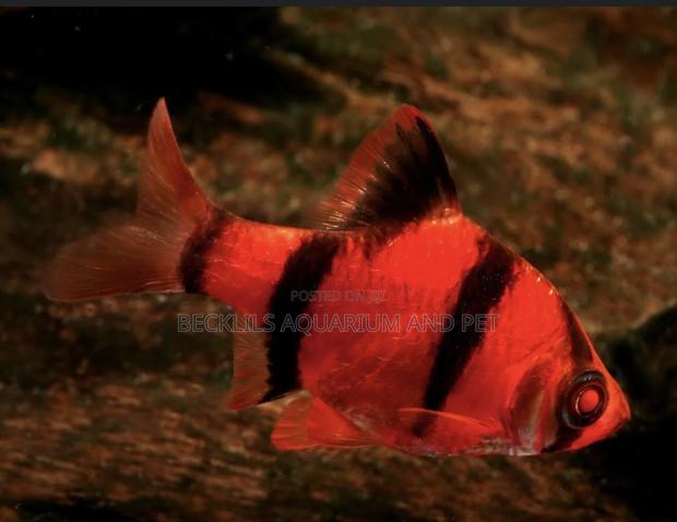 Red Tiger Babs · Photo 1