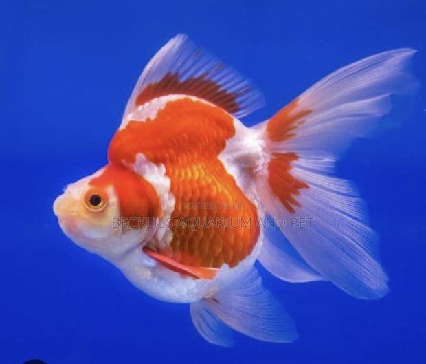Big Size Ryukin Golden Fish · Photo 1