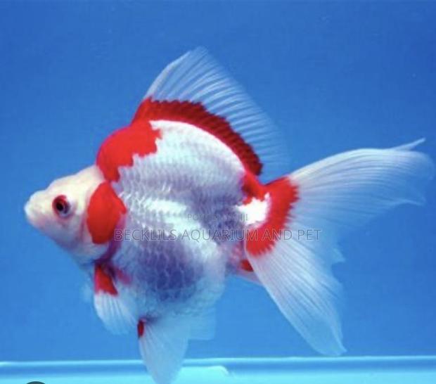 Big Size Ryukin Golden Fish · Photo 5