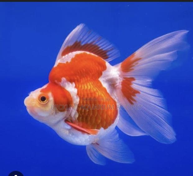 Big Size Ryukin Golden Fish · Photo 2