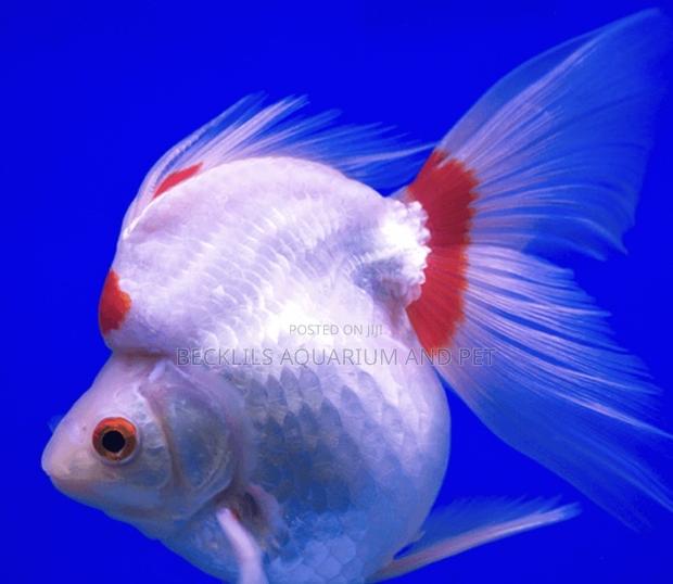 Big Size Ryukin Golden Fish · Photo 3
