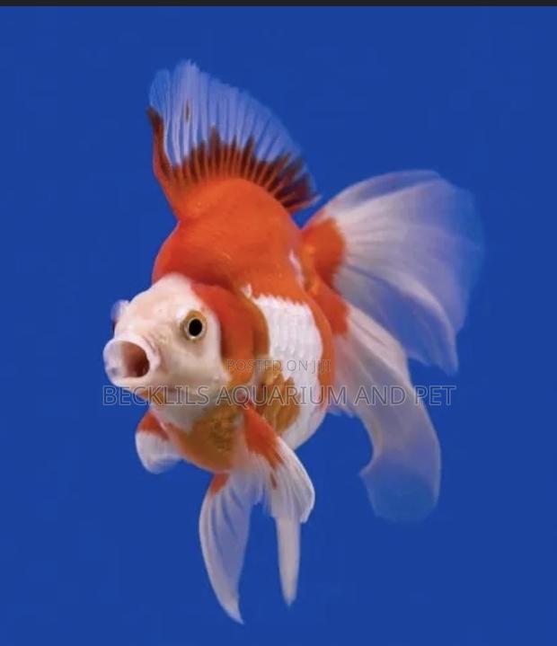 Big Size Ryukin Golden Fish · Photo 4
