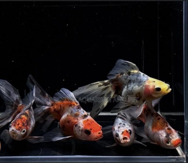 Medium Calico Golden Fish · Photo 1