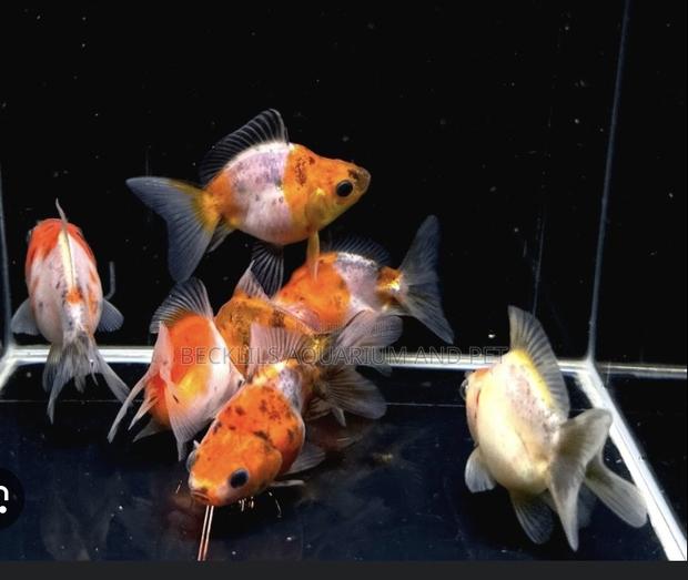 Medium Calico Golden Fish · Photo 2