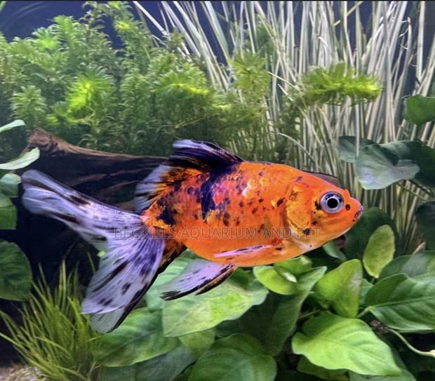 Medium Calico Golden Fish · Photo 3