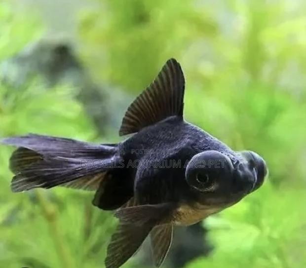 Black Moor Golden Fish ( Medium) · Photo 1