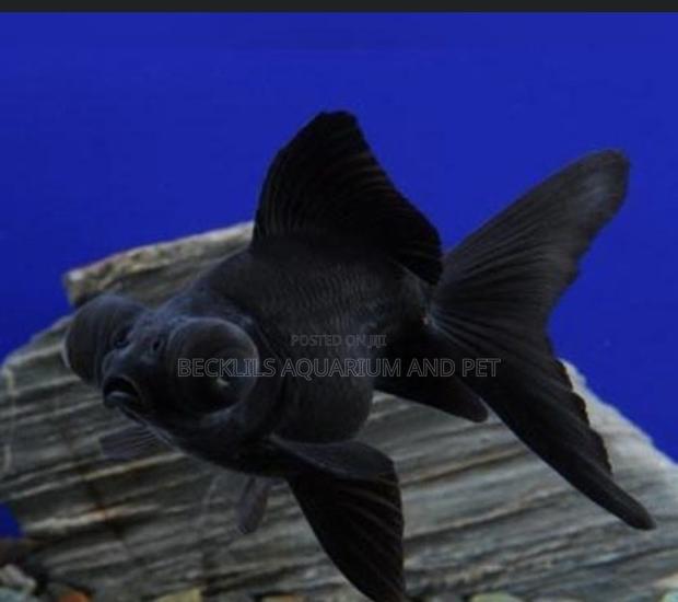 Black Moor Golden Fish ( Medium) · Photo 3