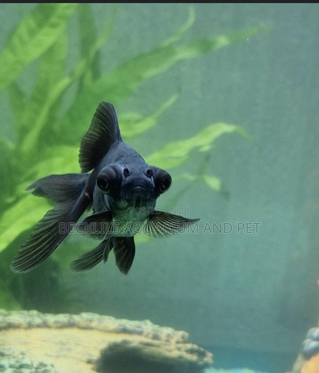 Black Moor Golden Fish ( Medium) · Photo 2