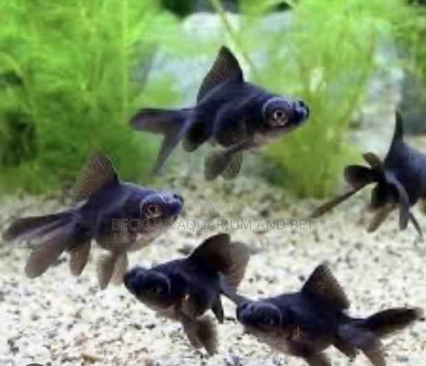 Black Moor Golden Fish ( Medium) · Photo 4