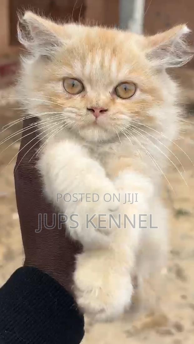 1-3 months Male Purebred Persian · Photo 1