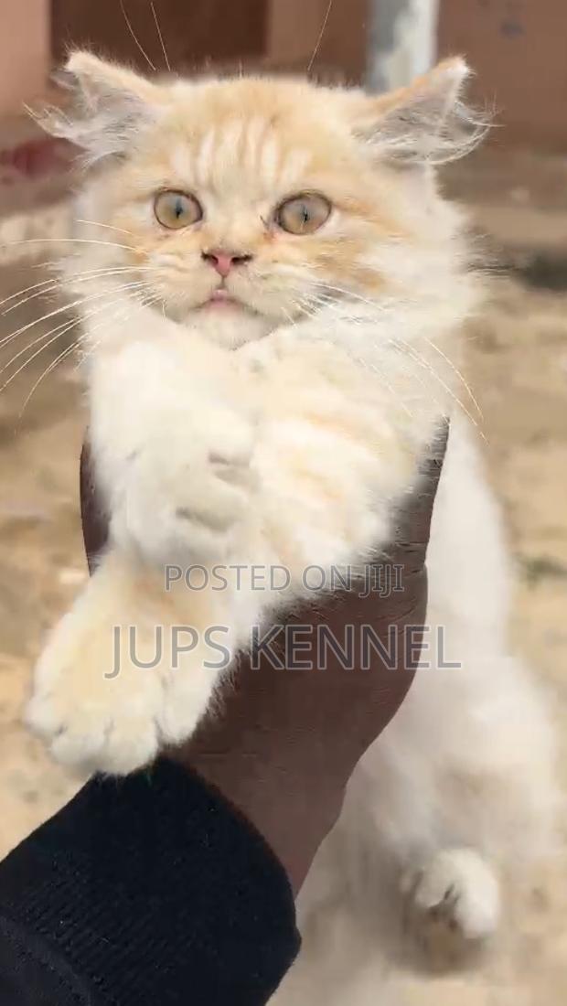 1-3 months Male Purebred Persian · Photo 2
