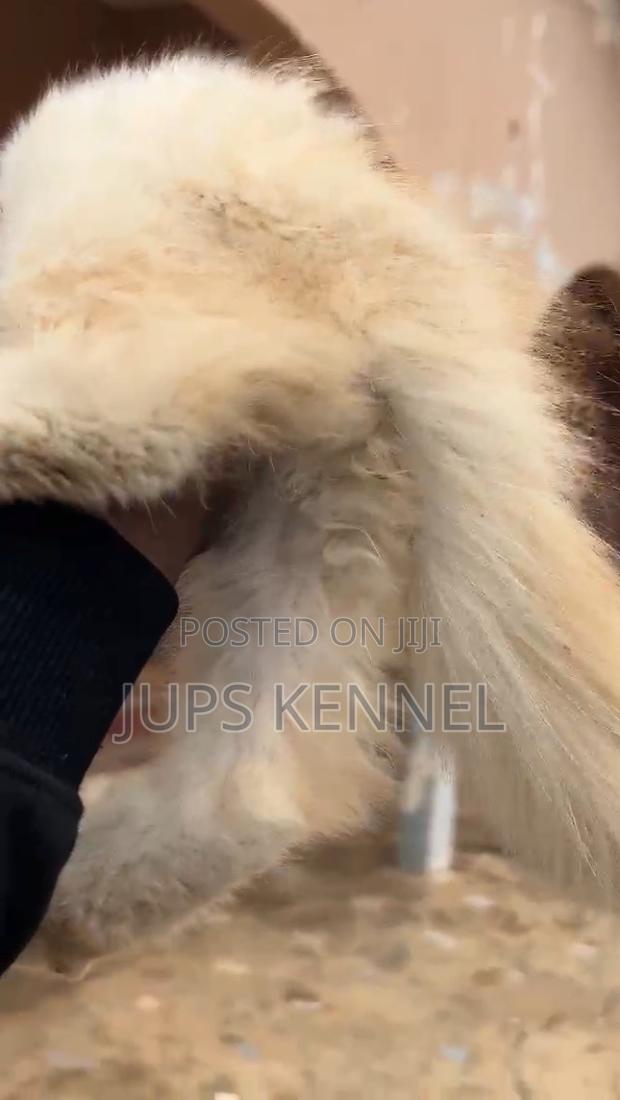 1-3 months Male Purebred Persian · Photo 4