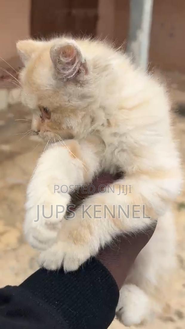 1-3 months Male Purebred Persian · Photo 3