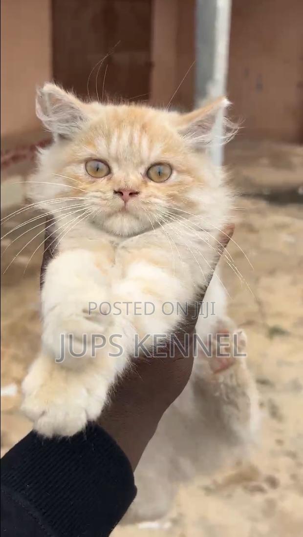1-3 months Male Purebred Persian · Photo 7