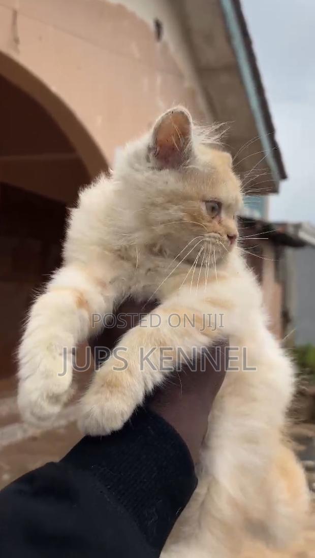 1-3 months Male Purebred Persian · Photo 5