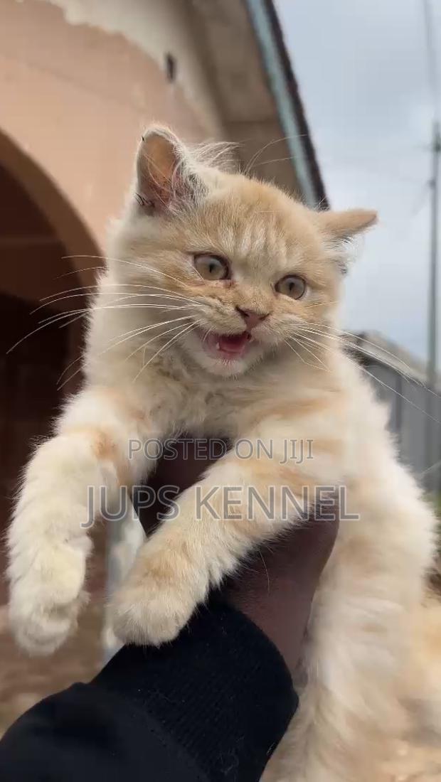 1-3 months Male Purebred Persian · Photo 6