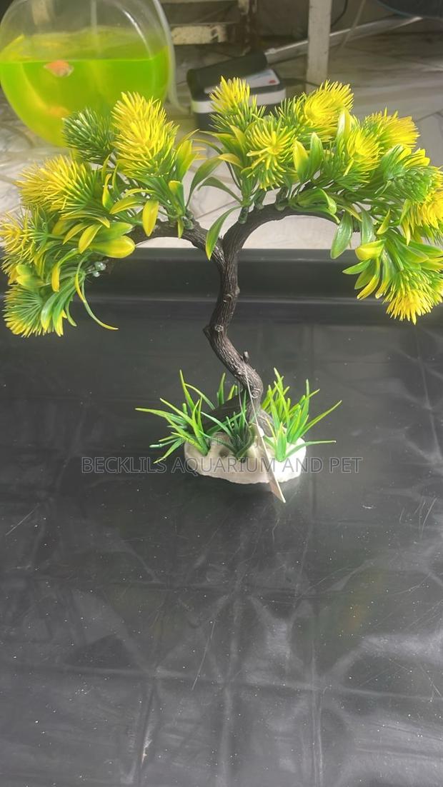 Aquarium Thick Plant · Photo 3