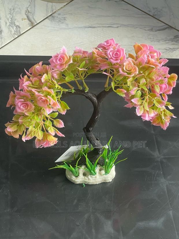 Aquarium Thick Plant · Photo 1