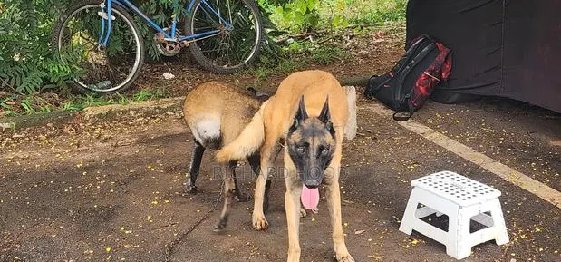 1+ year Male Purebred Belgian Malinois · Photo 1