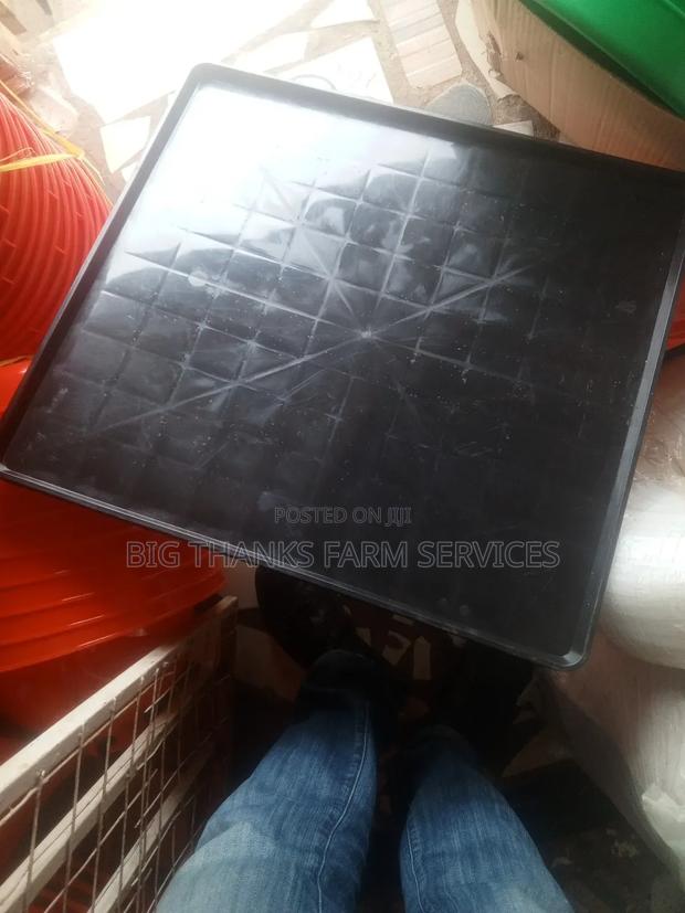 Day Old Feeding Trays,Large Size · Photo 1