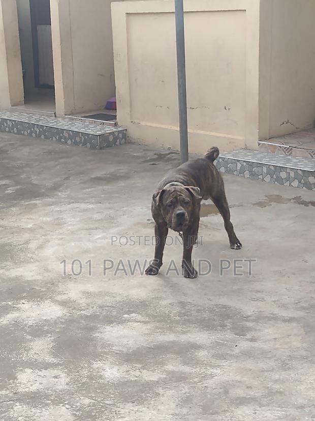 6-12 months Male Purebred Boerboel · Photo 2