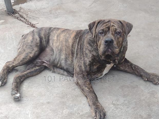 6-12 months Male Purebred Boerboel · Photo 3