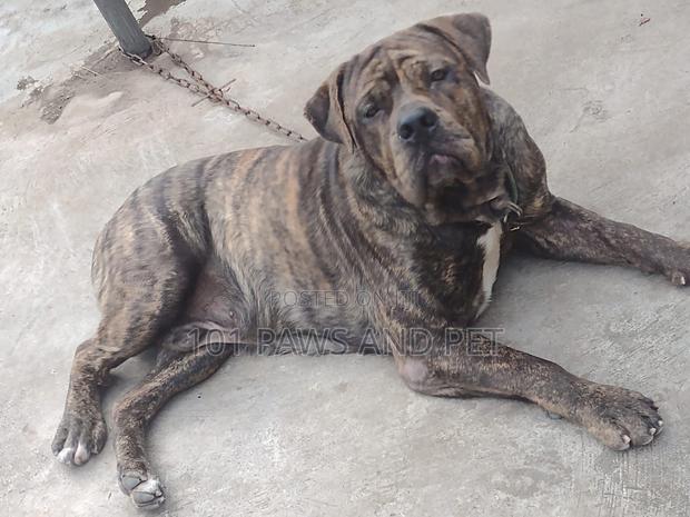 6-12 months Male Purebred Boerboel · Photo 1