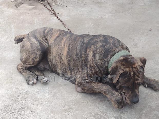 6-12 months Male Purebred Boerboel · Photo 4
