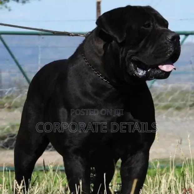 1+ year Male Purebred Boerboel · Photo 1