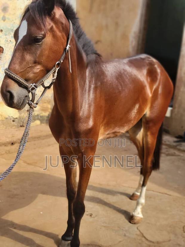 Horse (Pure Marwari Breed) · Photo 1