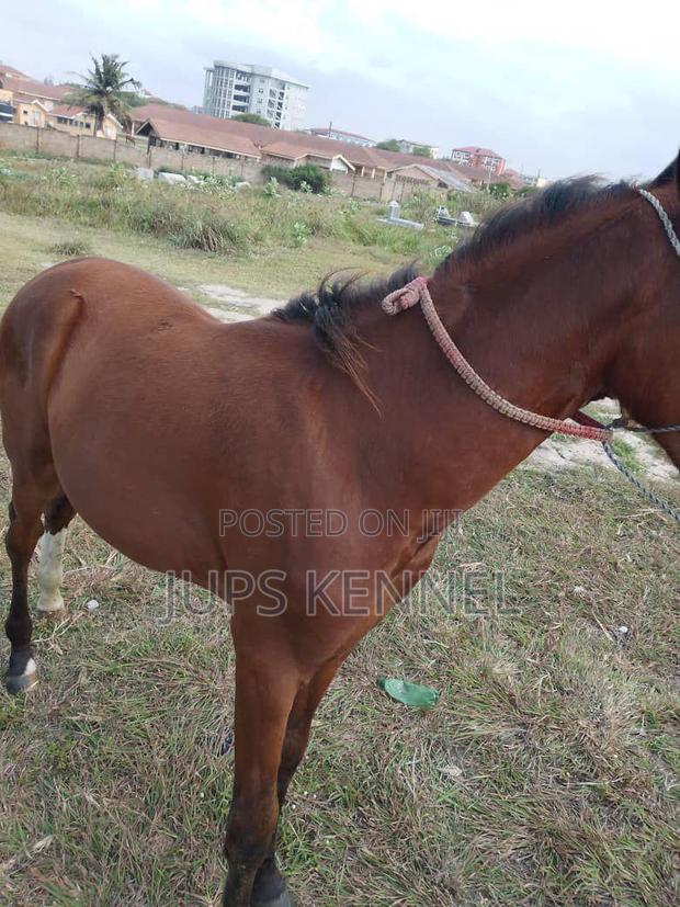 Horse (Pure Marwari Breed) · Photo 2