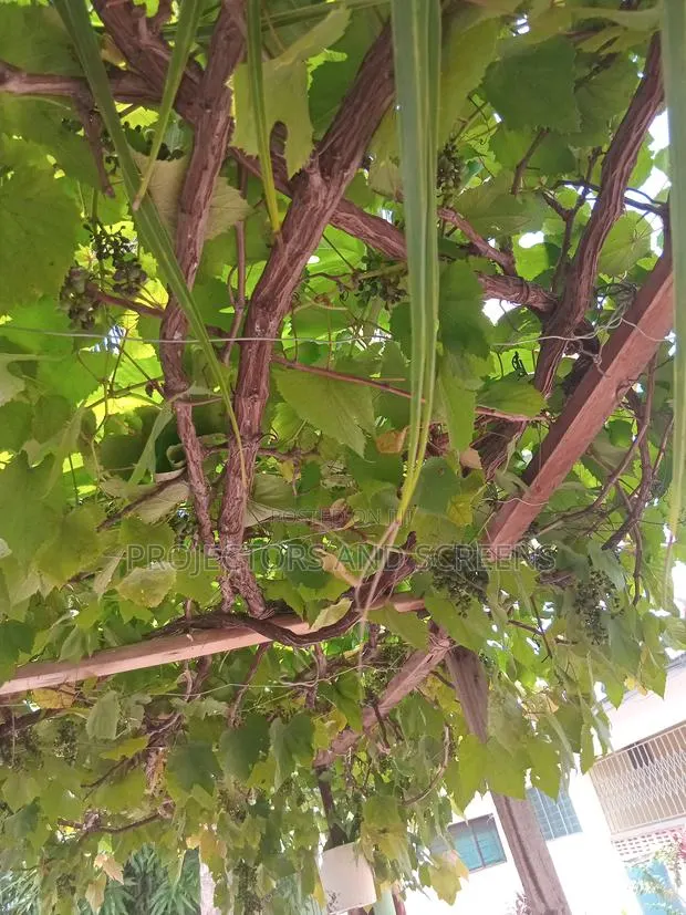 Black Grapes Seedling For Sale · Photo 2