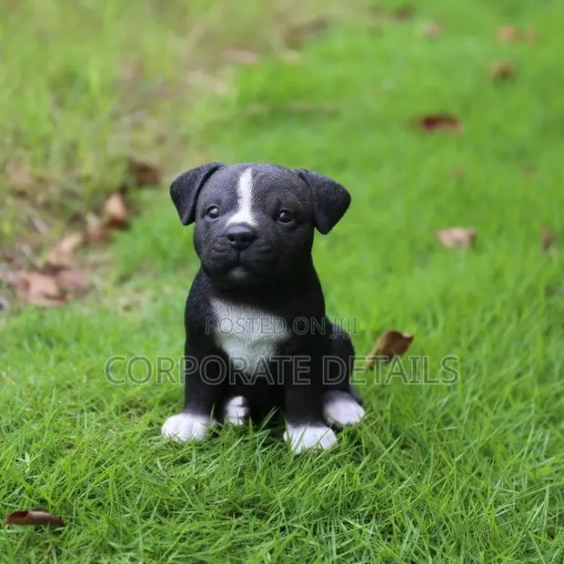 1-3 months Male Purebred American Pit Bull Terrier · Photo 1